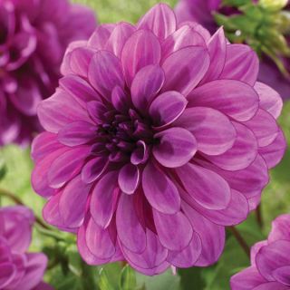 Bluebell Dahlia Thumbnail